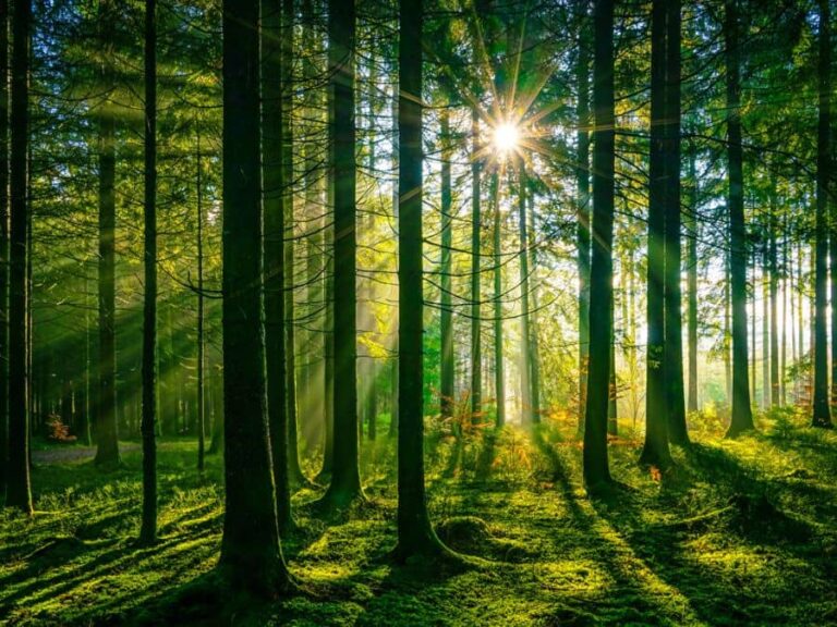 109 Survival Tips To Keep You Alive In The Wilderness